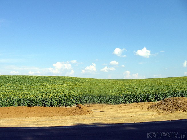 Uprawy słoneczników na Węgrzech - w drodze nad Balaton. Wygląda to bajecznie