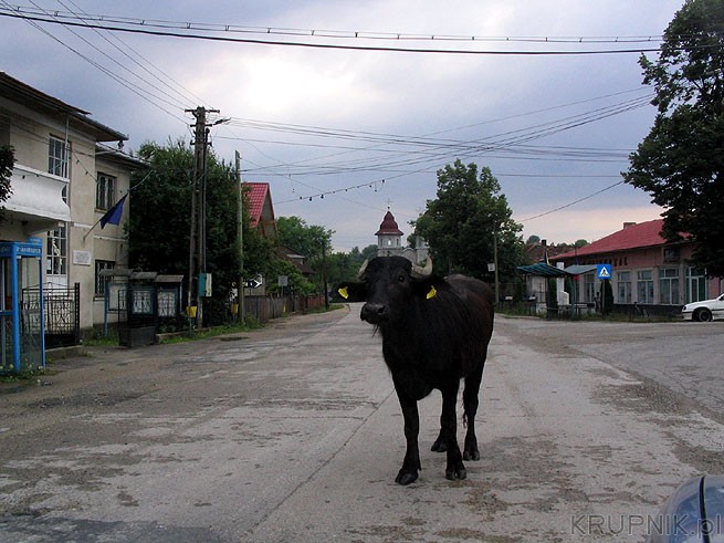 Typowe dla Rumunii - zwierzęta chodzące po drogach. Planując przejazd przez Rumunię ...