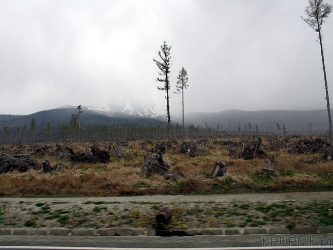 Dlaczego drzewa w Tatrach Wysokich są poprzewracane i zostały tylko pnie
