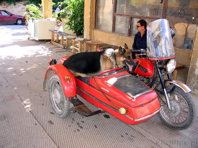 Patrol milicyjny przewozi psa w wózku. Motocykl IŻ z wózkiem