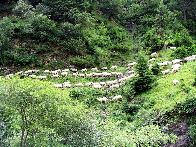 Popularne w górach jest wypasanie owiec. Zwierzęta są pędzone przez pasterzy ...