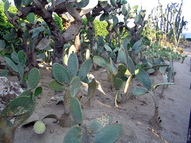 Ogród botaniczny - wakacie w Bułgarii. Kaktusy