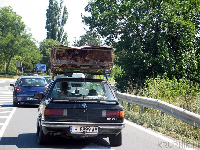 Bułgaria - na drodze kierowca BMW 316i przewozi kury na dachu