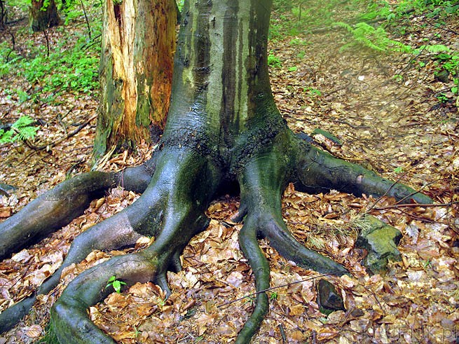 Straszne korzenie drzewa